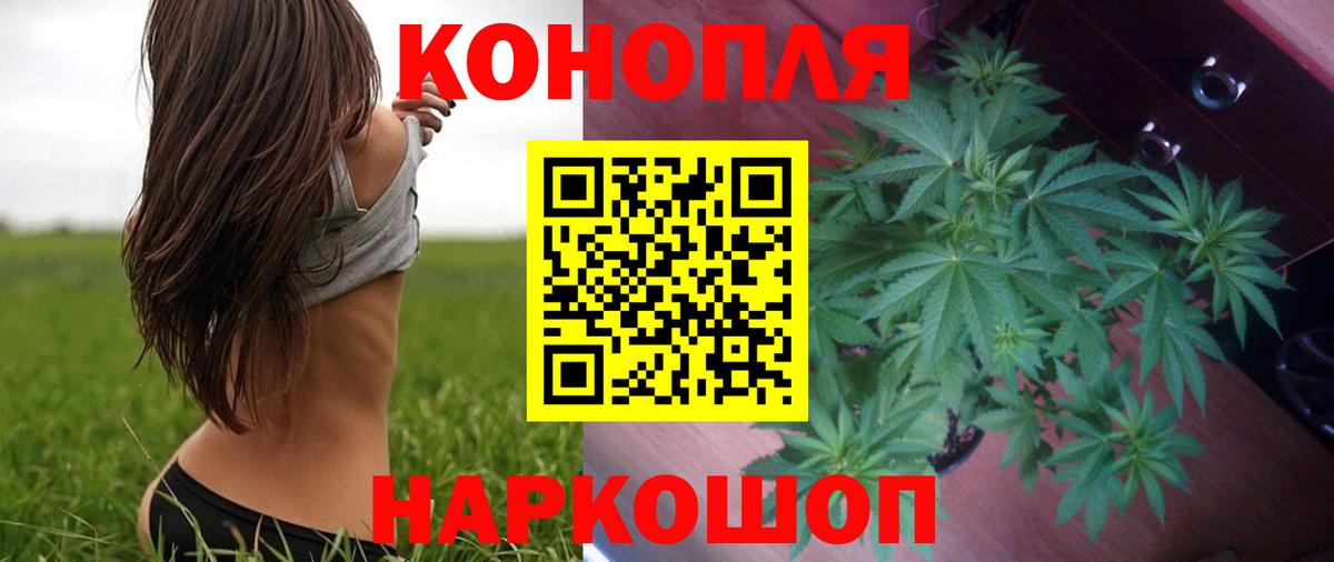 Конопля планчик Черкесск
